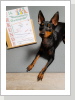 Platz 4 für Jamie v. über 30 Hunden! Bravo!!